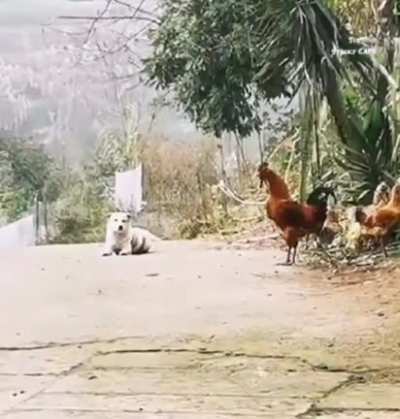 Dog Tried To Being A Rooster