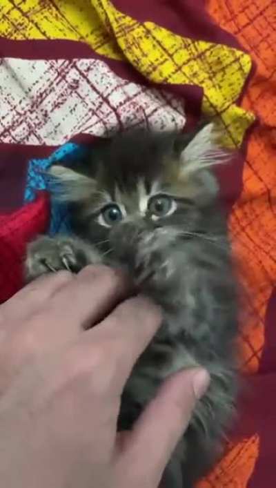 We got them murder mittens