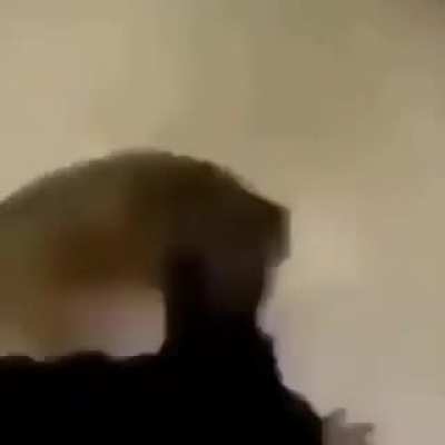 Webadas - Video #9308