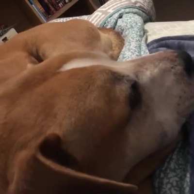 Just a sleeping dog