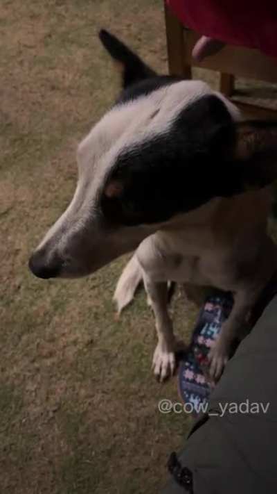 kutta gya gym