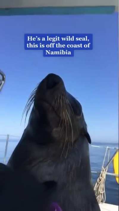 I’d pet him