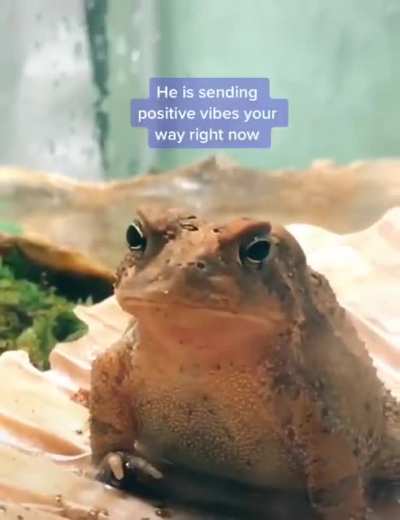 Magic toad has chosen you