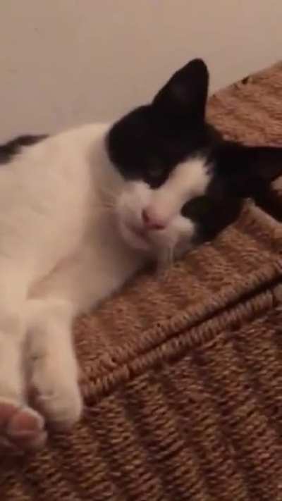 Don’t touch the paws