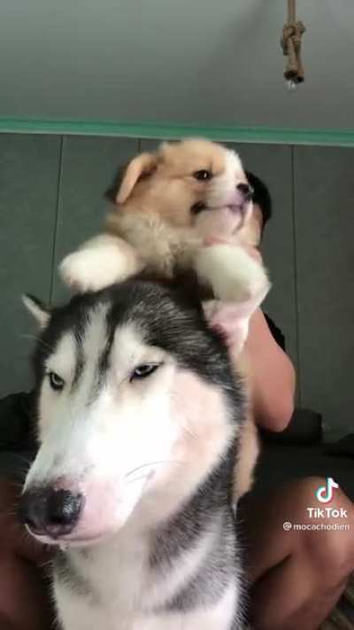 The best video I’ve seen so far (again cause I’m a dumbass)