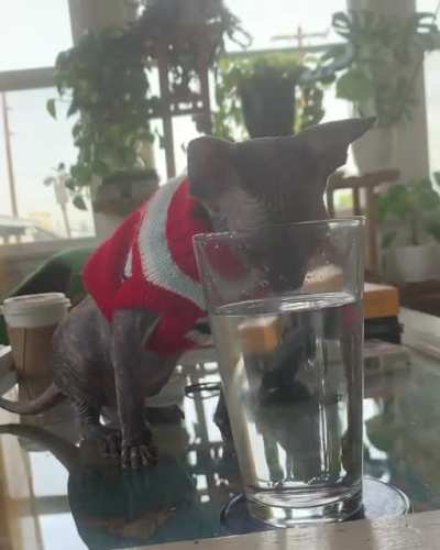 lil gobby sneezles