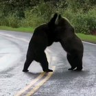 🔥 Bear Fight