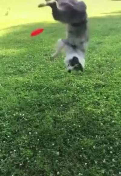 Superb Backflip