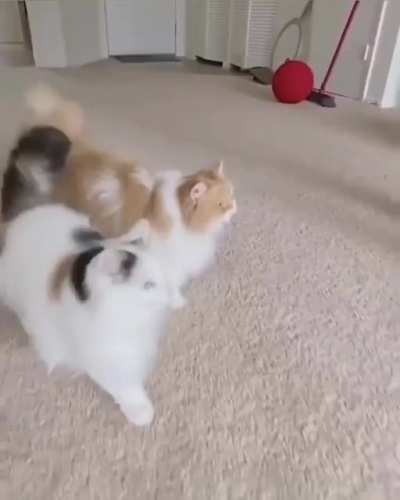 These cats jumping over each other
