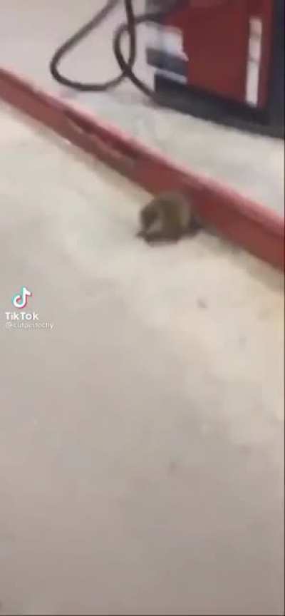 Is it a rat?