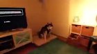 husky sneezes like a kawaii anime girl - Made by Doggy Dog
