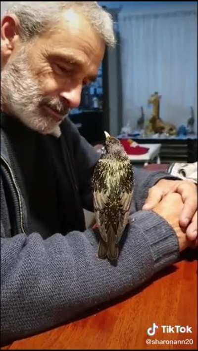 Starling whistlin a tune