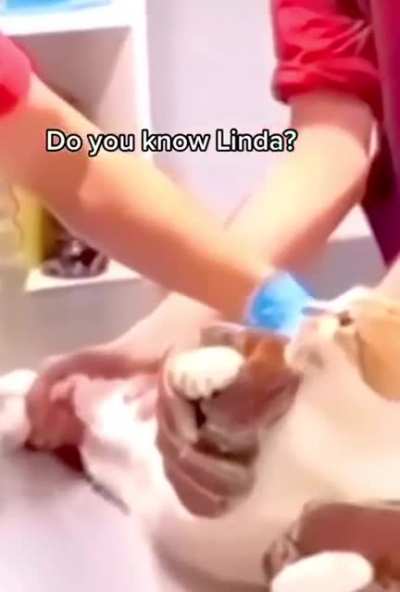 You have the wrong cat