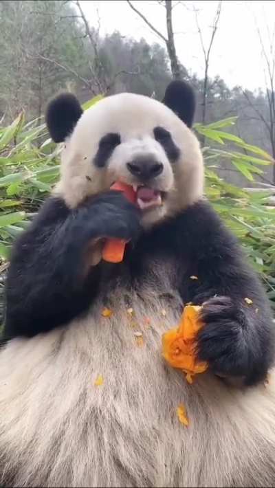 Messy muncho boi