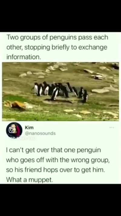 Love the penguins