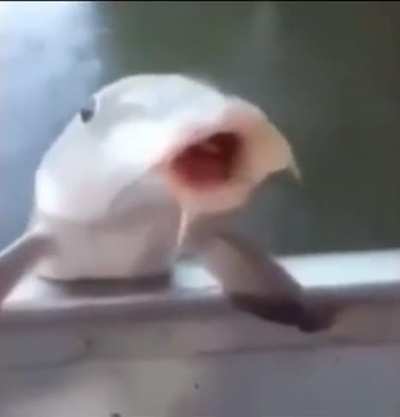 ze blutoute device has conectede sucsesfuley