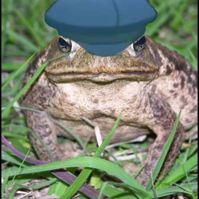 Naotoad