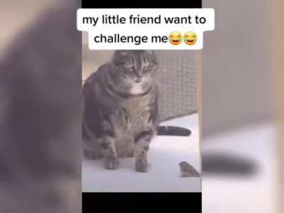 Hey leave the bird alone