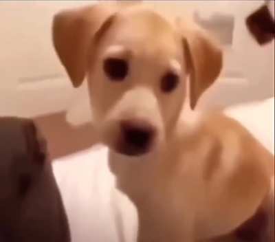 Calma doguinho