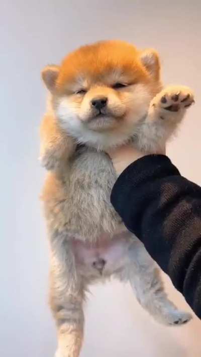 The Life of a Little Puppy