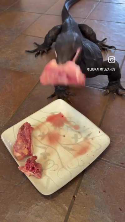 of a pet lizard