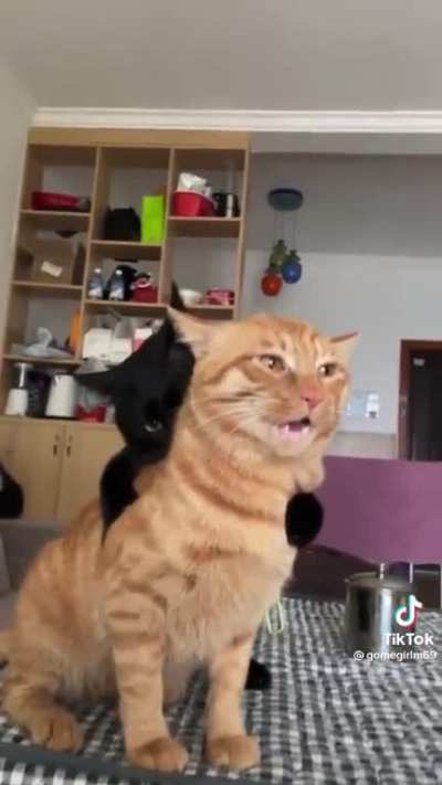 Siblings