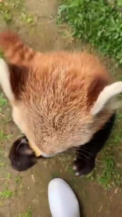 Немного милоты