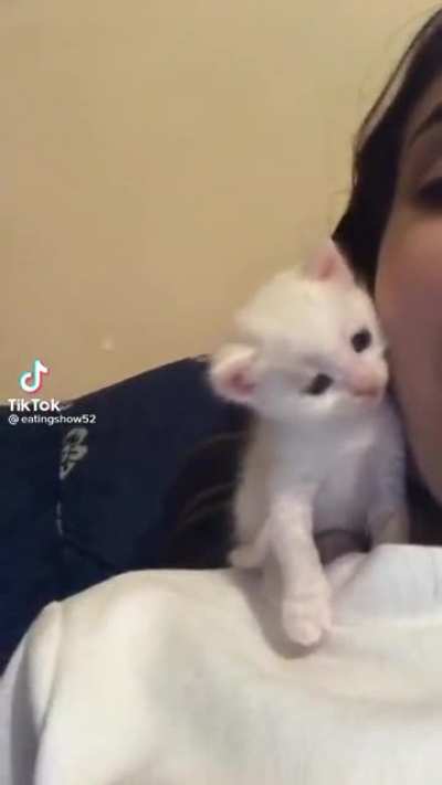 Kitten kisses