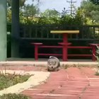 Pupper getting stuck on a curb