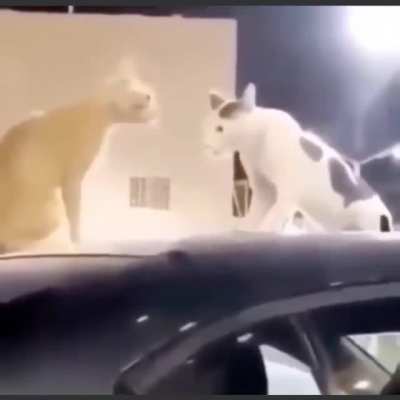 •_•