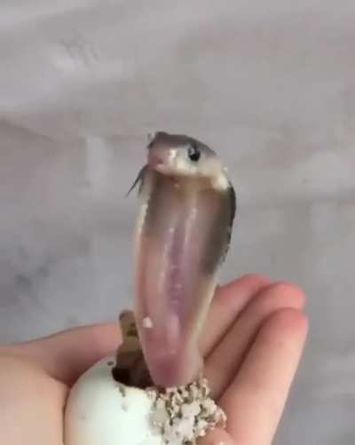 The birth of a baby cobra