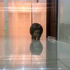 thicc boi waddles to fridge