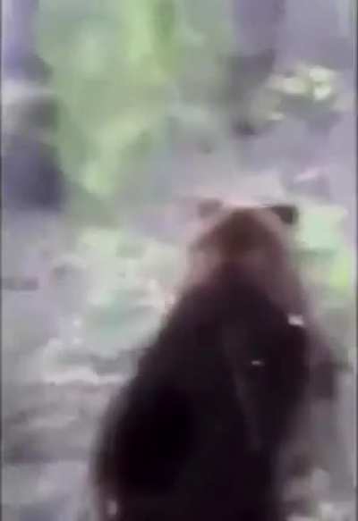 The guy needed an adrenaline rush, so he... kicked a bear in the ass