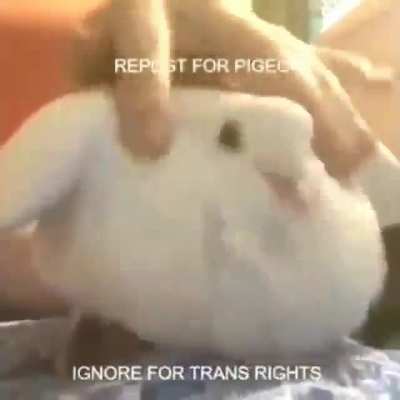 XD