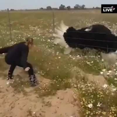 🔥Ostrich copying this girl's dance moves