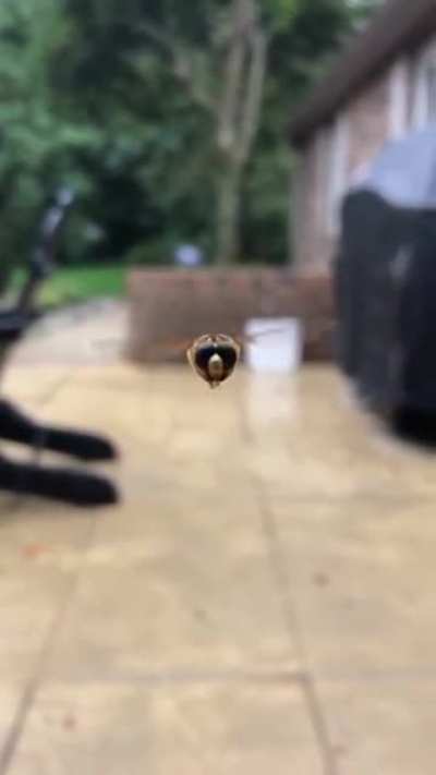 robotic insect drone