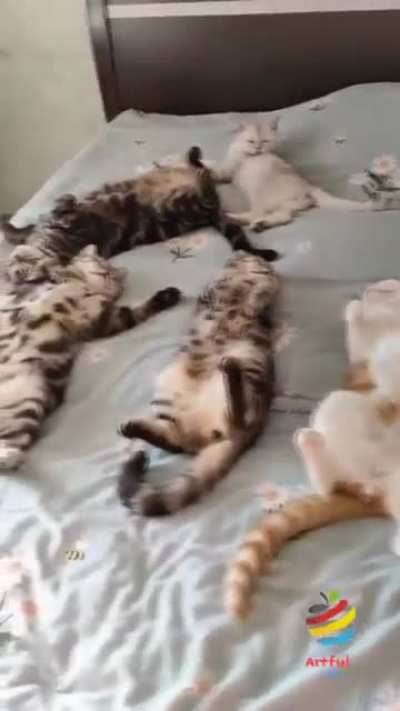 Лежбище Котиков