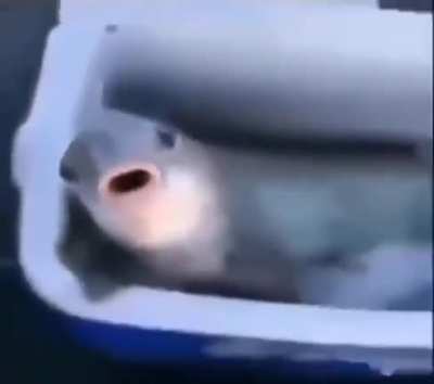 Suc