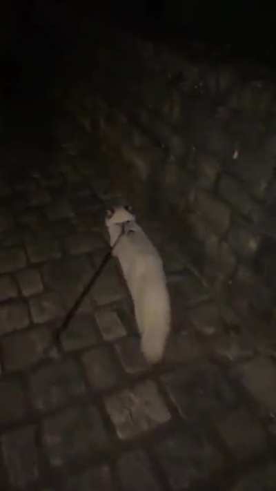What walking my cat looks like