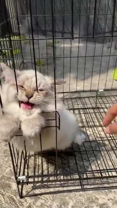 Help! Help! Help!