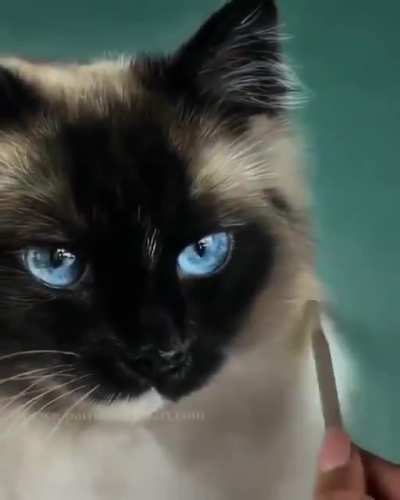 Котик
