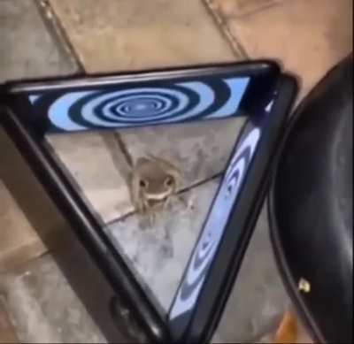 Trying to hypnotize a frog