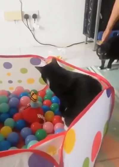 Someone doesn't like the feelings of balls on their paws....