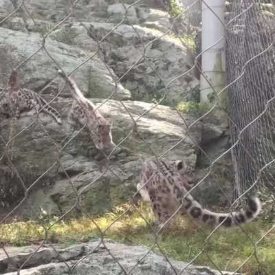 Snow kitty startles mom and himself