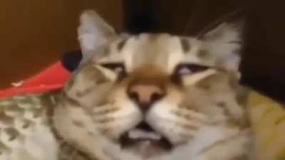russian cat 💀