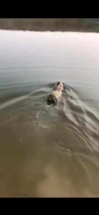knew they could swim?