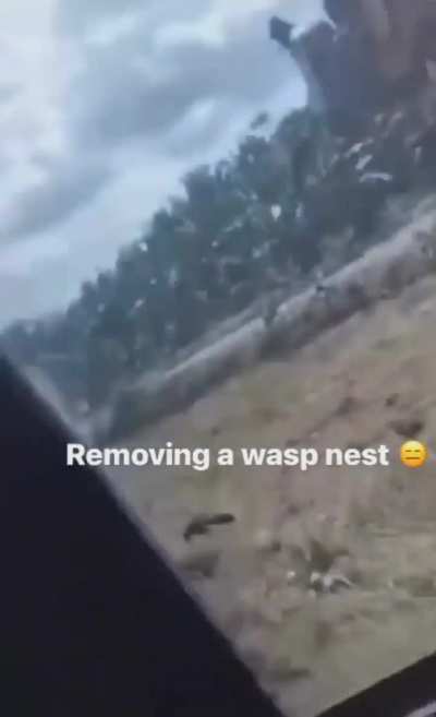 Removing wasps nest