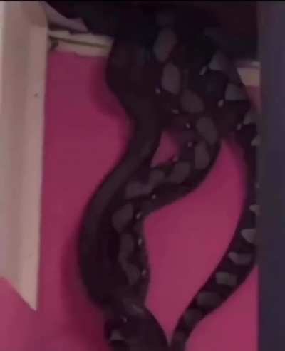 âHello Pest Control we have a small snake hanging out of our ceilingâ