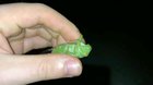 Green Cicada Scream