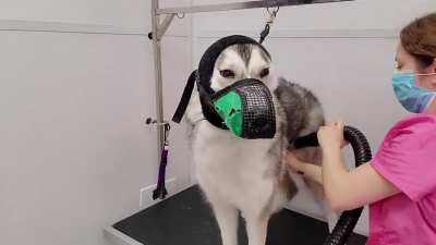 Wolf-like Husky Dog Not Impressed With Grooming